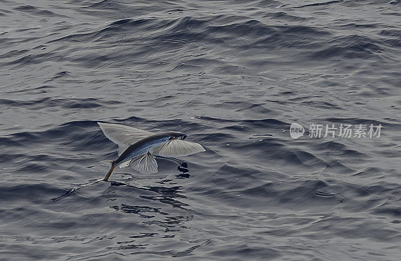 大洋洲飞鱼，Cheilopogon pinnatibarbatus melanocercus，是长尾飞鱼科飞鱼的一个亚种，发现于澳大利亚新南威尔士州和新西兰周围的水面。它的长度可达45厘米。飞过的